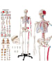 tectake Günni Anatomie-Skelettmodell - Lebensgroß mit Muskelmarkierung
