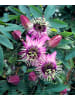 GARDENZO Passionsblume rosa 110-120cm 2L Topf