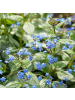 NatureNest 3er: Set Brunnera macrophylla Pflanzen in Blau