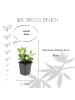 NatureNest 3 Asterpflanzen  Aster ageratoides 'Asran' 