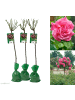 GARDENZO 3er-Set: XXL Großblütige Stielrosen in Rosa