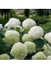 GARDENZO 2-er Set Hydrangea a. 'Strong Annabelle‘® 40-60cm 3L Topf mit Pokon