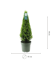 NatureNest Japanische Stechpalme Pyramide Ilex crenata Jenny