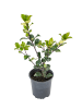 GARDENZO 6er-Set: Ilex meserveae 'Blue Maid'