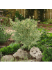 NatureNest 2er: Set Acer palmatum Butterfly Ahornpflanze in Grün