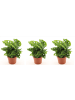 MeinVIPShop Monstera adansonii 25cm 3er Set Zimmerpflanze