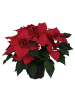 MeinVIPShop Weihnachtsstern rot 35cm Zimmerpflanze