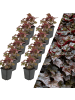 NatureNest 12 Purpurglockenblumen  Heuchera micrantha 'Palace Purple' 