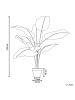 Beliani Kunstpflanze DIEFFENBACHIA in Grün/Schwarz - (W) 16 x (H) 122 x (L) 16 cm