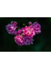 OH2 3er-Set Polyantha-Rosen in Rosa