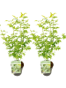 NatureNest 2er: Set Acer palmatum Ukigumo Ahornpflanze in Weiß