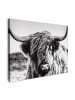 MuchoWow Leinwand bilder Schottisches Hochlandrind (BxH)