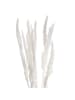 Butlers Trockenblumen FLOWER MARKET Pampasgras in Creme
