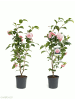 GARDENZO 2er-Set: Kamelienstrauch Japanische Rose" XL