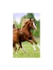 Disney Pferd Career Handtuch, Gesichtshandtuch, Handtuch 30x50cm