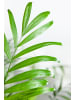 GARDENZO 2er-Set: Mexikanische Bergpalme