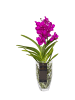 MeinVIPShop Echte blühende Orchidee Vanda pink in Vase