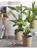 Beliani Kunstpflanze DIEFFENBACHIA in Grün/Schwarz - (W) 16 x (H) 122 x (L) 16 cm