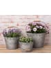 AltoBelli Eimer Set GROSSETO Metall mit Holzgriff 3er Set Blumentöpfe