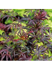 NatureNest 1 Acer palmatum Trompenburg Ahornpflanze in Rot Topf 19 cm Höhe 50 cm