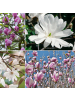 GARDENZO 6er-Set: Magnolien in Bunt