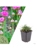 NatureNest 3er-Set: Armeria maritima Splendens Staude winterhart in Rosa
