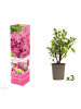 GARDENZO 3er-Set: Azalee in Rosa