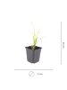 NatureNest 3er: Set Hemerocallis Stella de Oro Pflanzen in Gelb