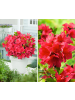 GARDENZO 3er-Set: Azalee in Rot
