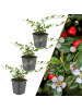 NatureNest 3 Zwergmispel pflanzen  Cotoneaster dammeri 