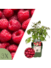 NatureNest Himbeeren Set 3 Rubus idaeus bio