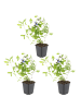 NatureNest 3er: Set Ceratostigma plumbaginoides Pflanzen in Blau