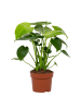 MeinVIPShop Monstera Deliciosa Tauer 30cm 1er Zimmerpflanze