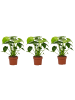 MeinVIPShop Monstera Deliciosa Tauer 3er Set Zimmerpflanze