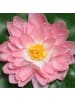 MARELIDA Kunstblume Seerose in rosa - D: 20cm