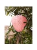 ebuy24 Laterne Arna Rosa 30 x 30 cm