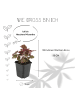 NatureNest 6 Purpurglockenblumen Pflanzen  Heuchera micrantha 'Palace Purple'  