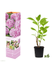 GARDENZO 6er-Set: Hortensie (Hydrangea macrophylla) in Rosa
