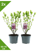 GARDENZO 2er-Set Hibiskus rosa 50-70cm 'Woodbridge' 3L Topf
