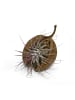 exotic living Exotische Pterygota alata Schale braun mit Tillandsia 2er Set