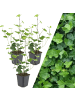 NatureNest 3 Atlantische Efeu-Pflanzen  Hedera Hibernica  