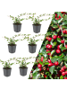 NatureNest 6 Zwergmispelpflanzen  Cotoneaster dammeri  