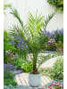 GARDENZO 2er-Set: Phoenix canariensis Groß 