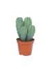 MeinVIPShop Kakteenset Säulenkaktus im 3er Set