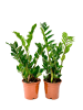 OH2 2er-Set: Zamioculcas in Grün