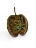 MeinVIPShop Exotische Pterygota alata Schale braun mit Tillandsia 2er Set