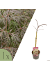 NatureNest 1 Acer palmatum Cascade Crimson Ahorn Hochstamm in Rot Topf 19 cm Höhe 70 cm