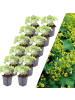 NatureNest 12 Frauenmantel pflanzen  Alchemilla mollis  