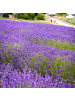 NatureNest Blauer Lavendel Set 24 Pflanzen Lavandula angustifolia