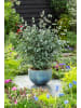 GARDENZO Eukalyptus gunnii Azura am Stamm